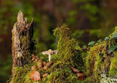 paddenstoelen met gaucamolecreme