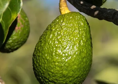 roerei met avocado en zalm