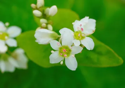 Groene boekweitpannenkoek