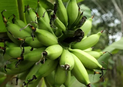 Paleo banaan-kaneelbrood