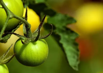tomaat-aubergine-stoof