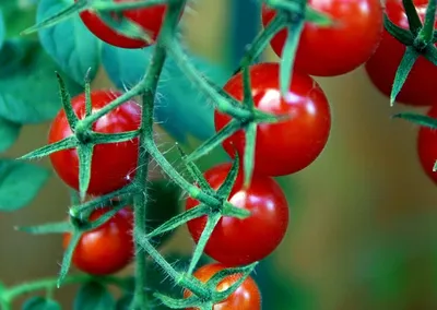 Tomatensoep (triple tomatensoep, recept van Rineke Dijkinga)