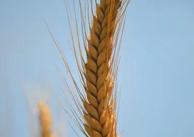 OERCRACKERS