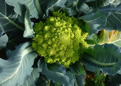 broccolisoep